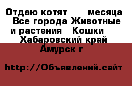 Отдаю котят. 1,5 месяца - Все города Животные и растения » Кошки   . Хабаровский край,Амурск г.